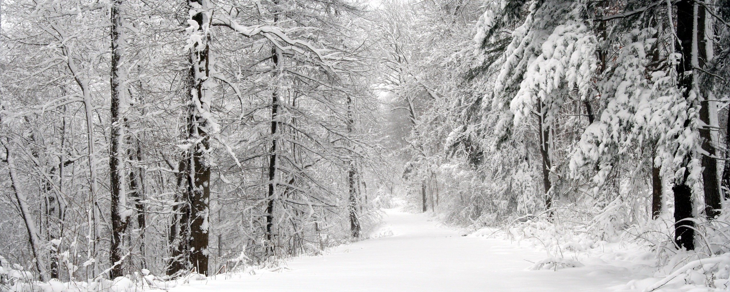alberi neve strada