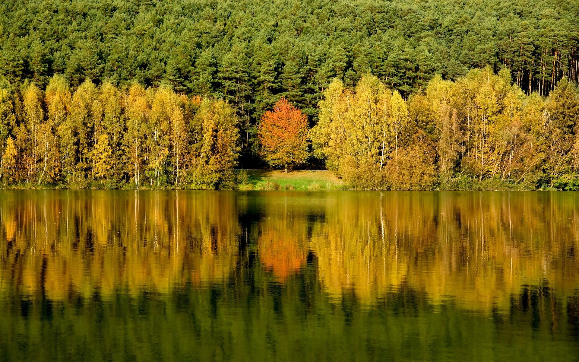 foresta alberi acqua riflessione