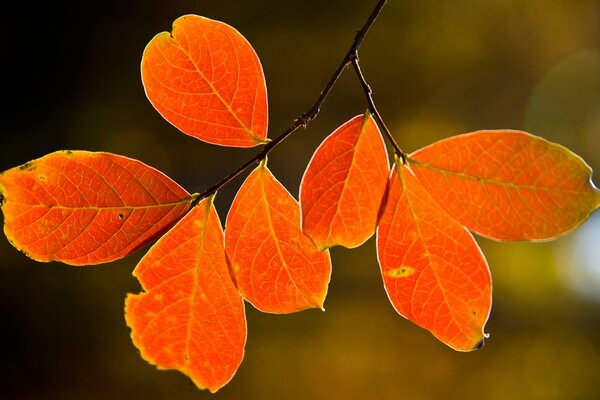 Foglia d autunno appesa a un albero