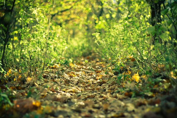 Sentiero autunnale nella fitta foresta