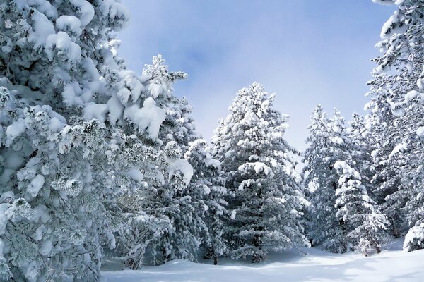 La foresta è sepolta sotto uno spesso strato di neve