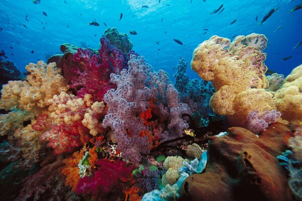 Coralli colorati e vita marina