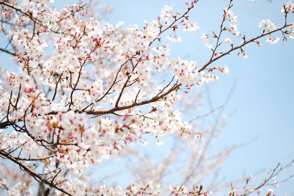 Rami di fiori di ciliegio bianco