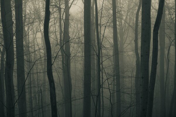 Alberi spogli nella nebbia