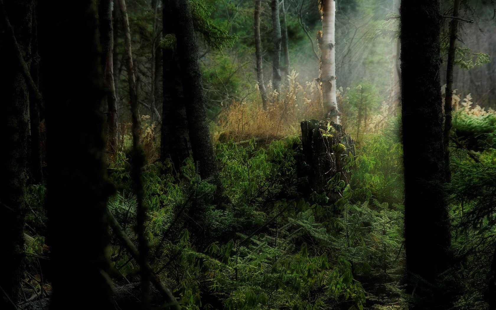 foresta erba