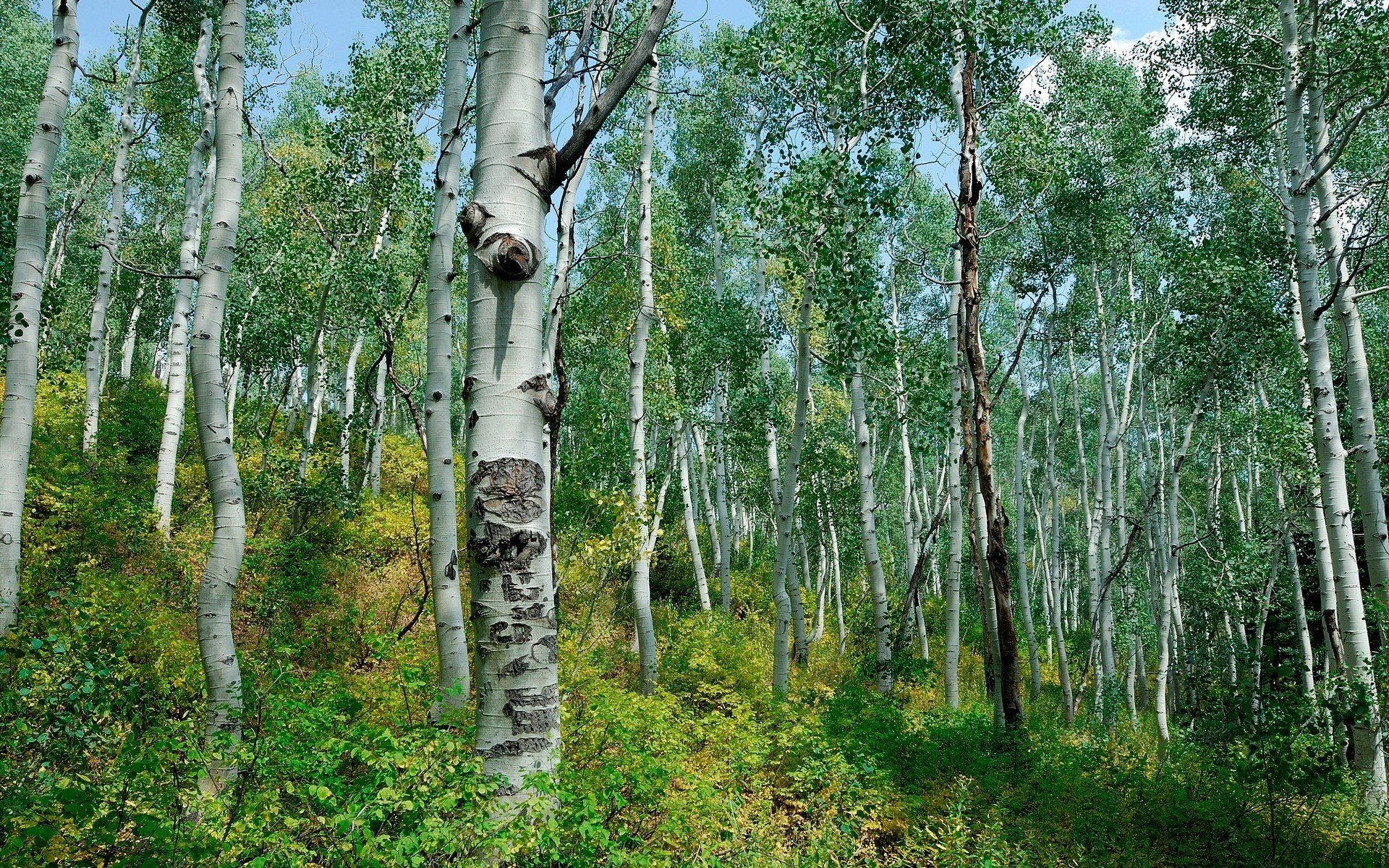 foresta betulle cespugli