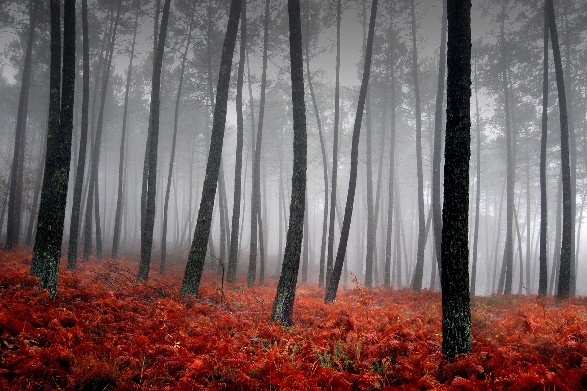 nebbia alberi rosso erba