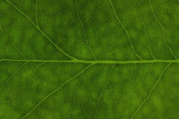 Sfondo foglia verde primo piano