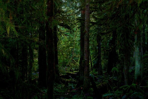 Gli alberi nella foresta sono più spesso coperti di muschio sul lato nord