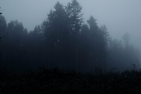 Foresta oscura che annega nella nebbia oscura