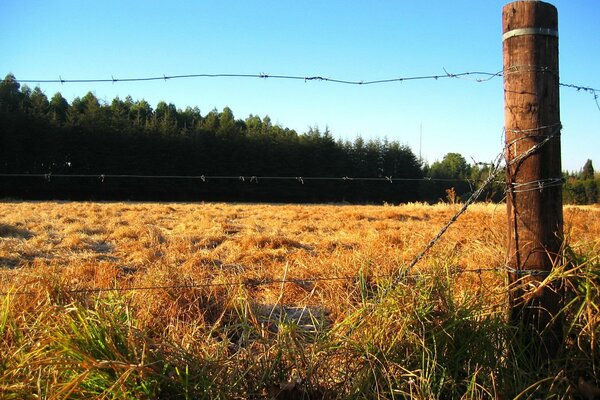 Recinzione vicino alla foresta nel campo