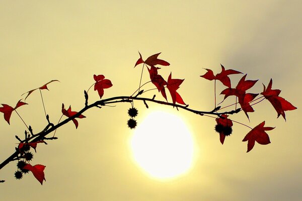 Foglie rosse contro il sole