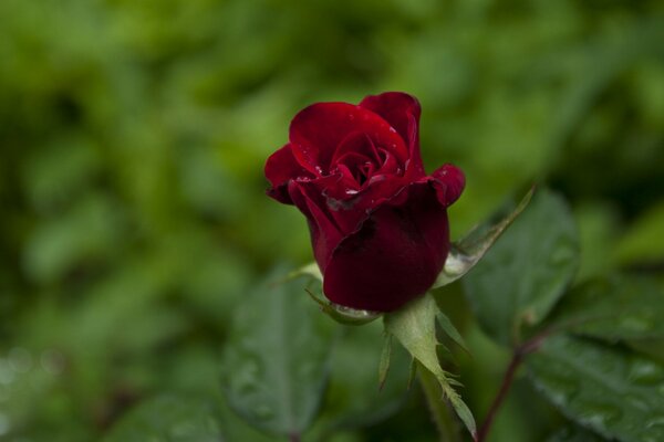 Foto macro del bocciolo di rosa Bordeaux