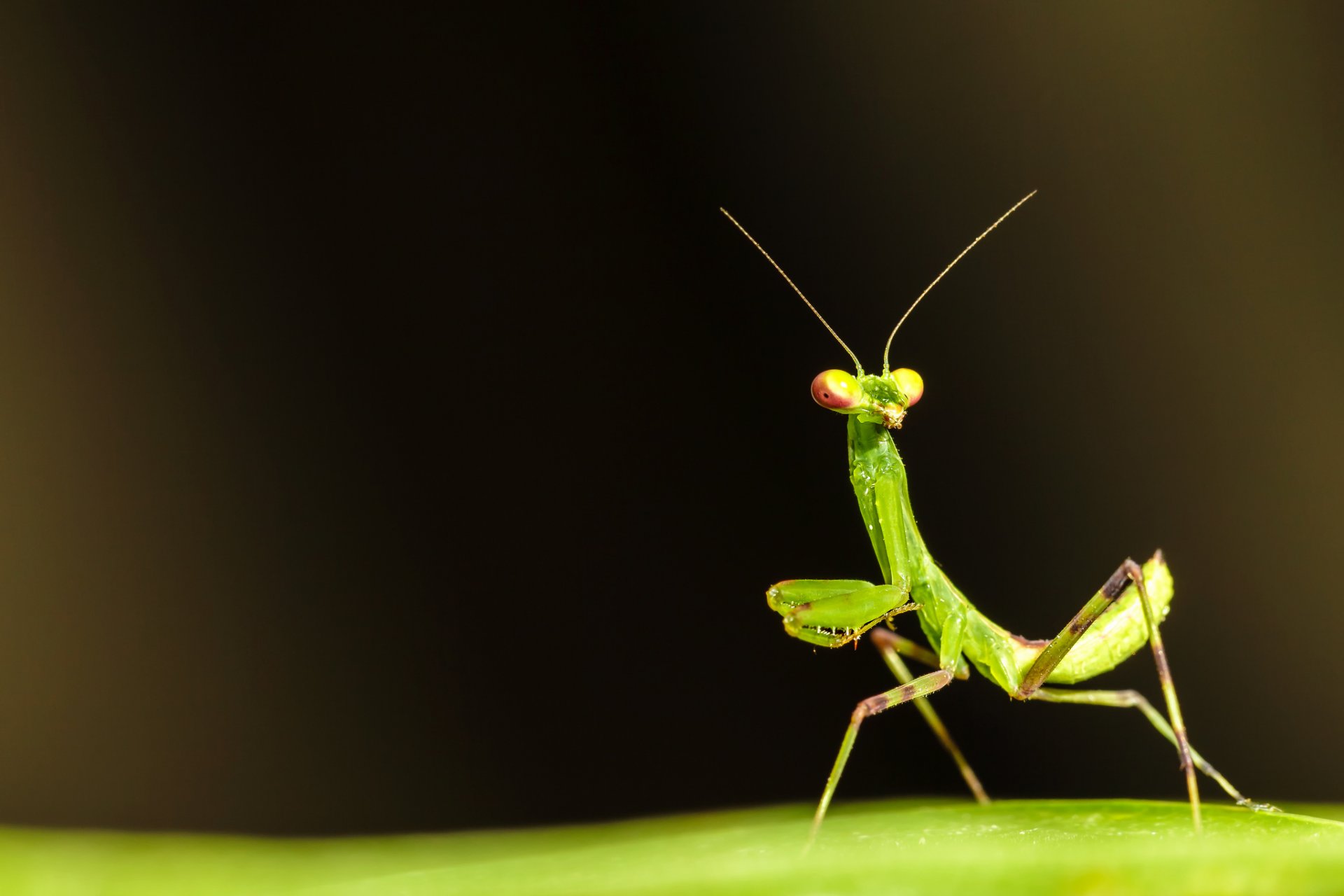 mantide religiosa insetto verde foglia superficie antenne