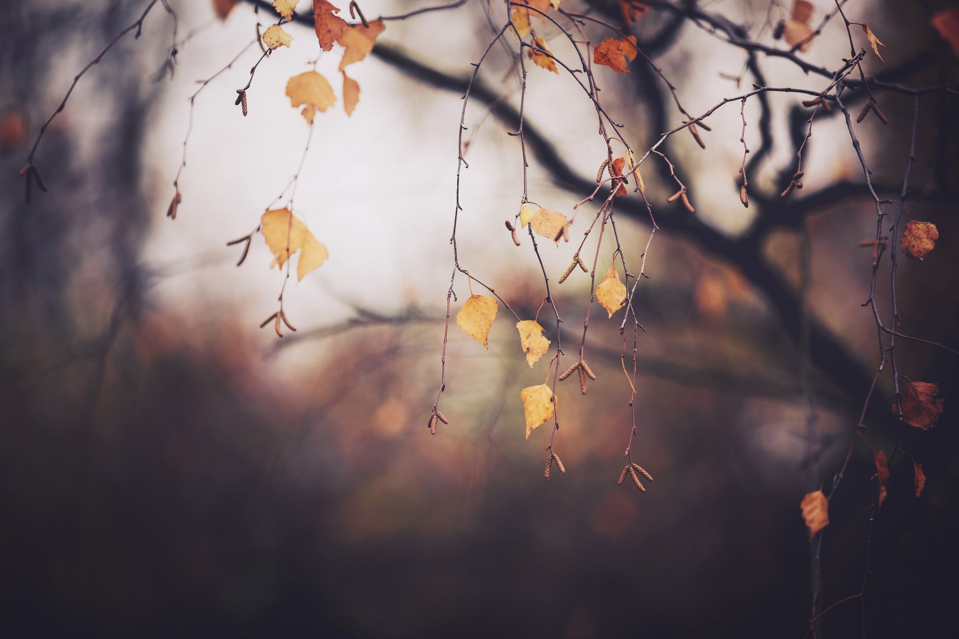 autunno novembre albero rami fogliame