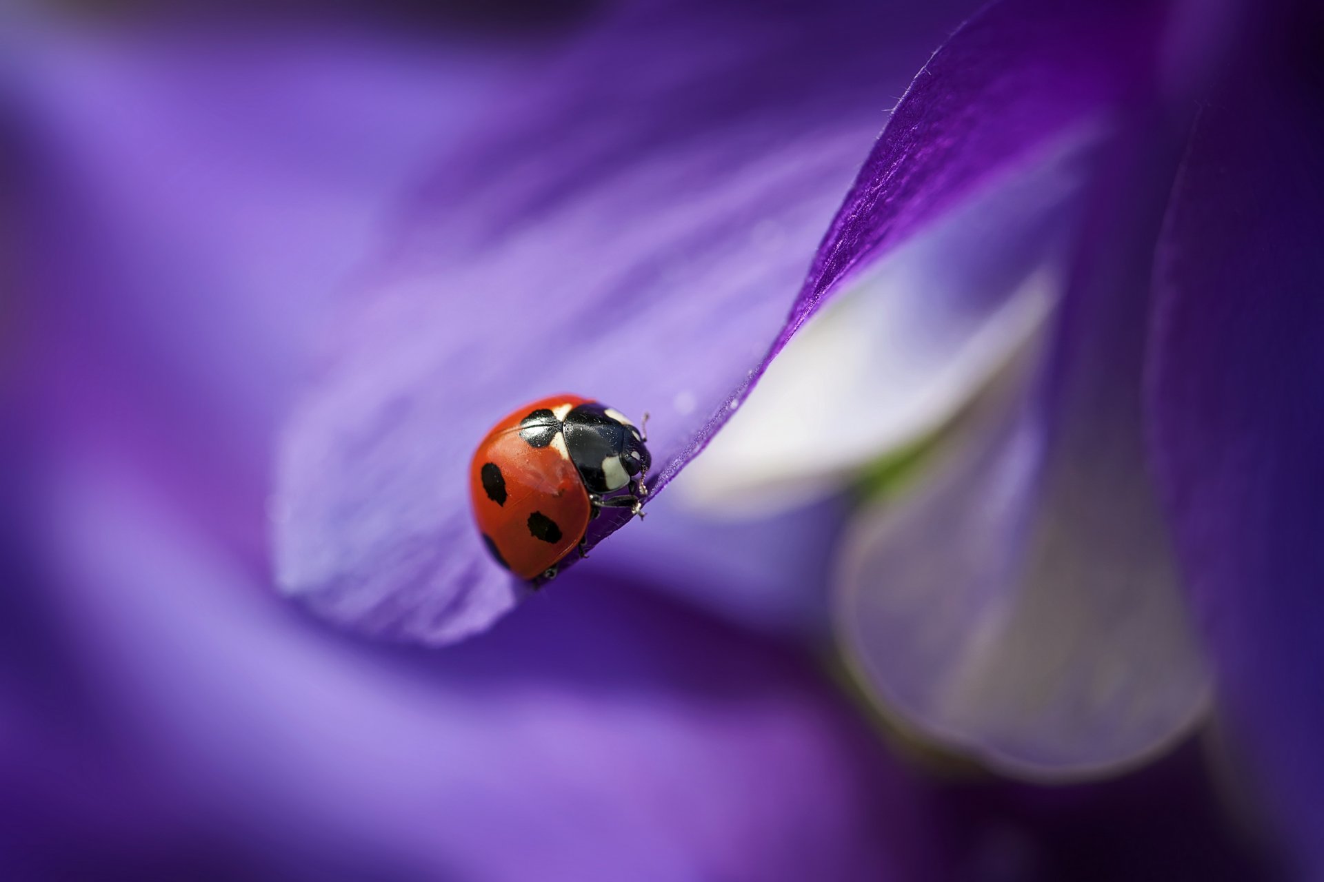 fiore viola petali coccinella