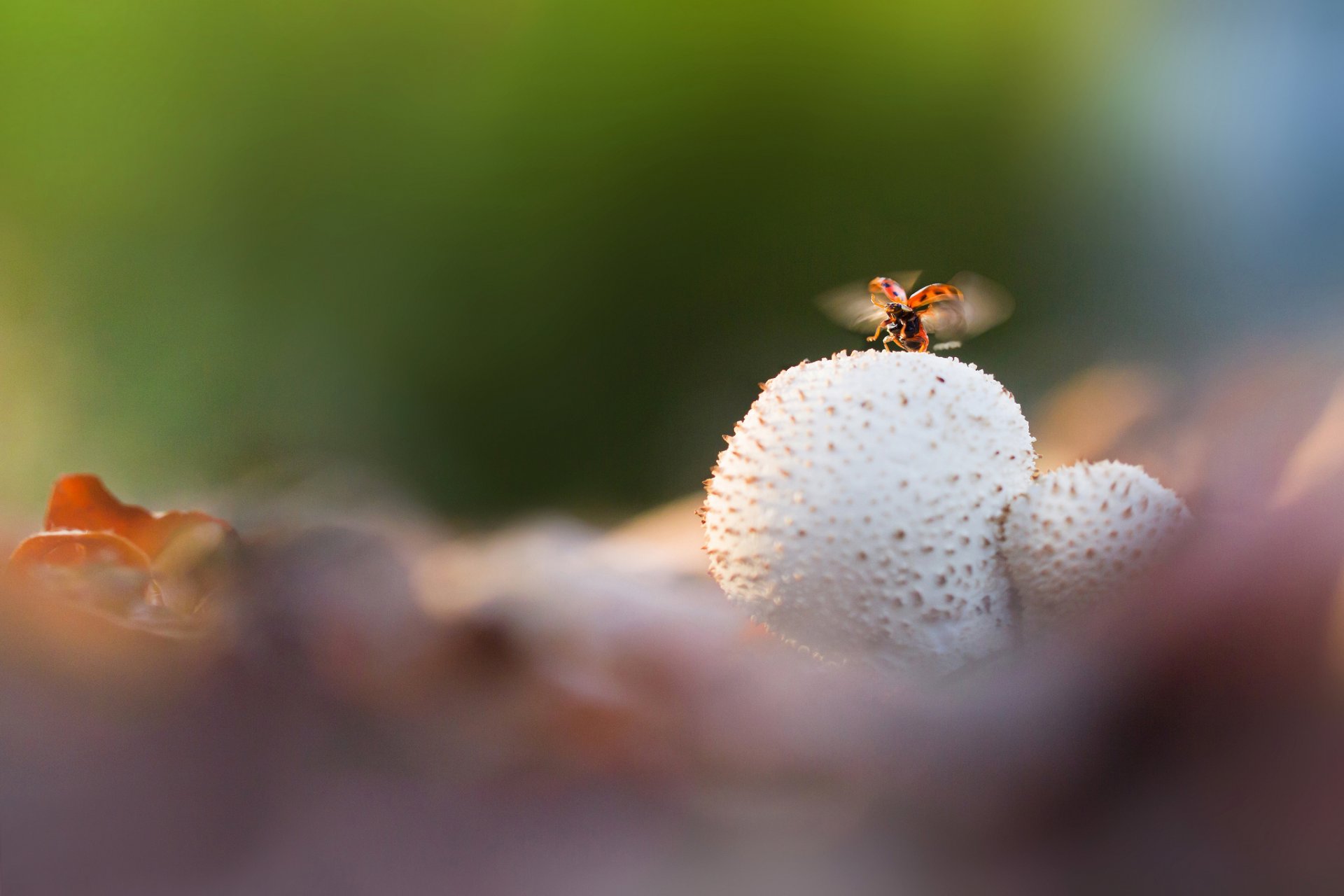 foglie funghi coccinella ali decollo