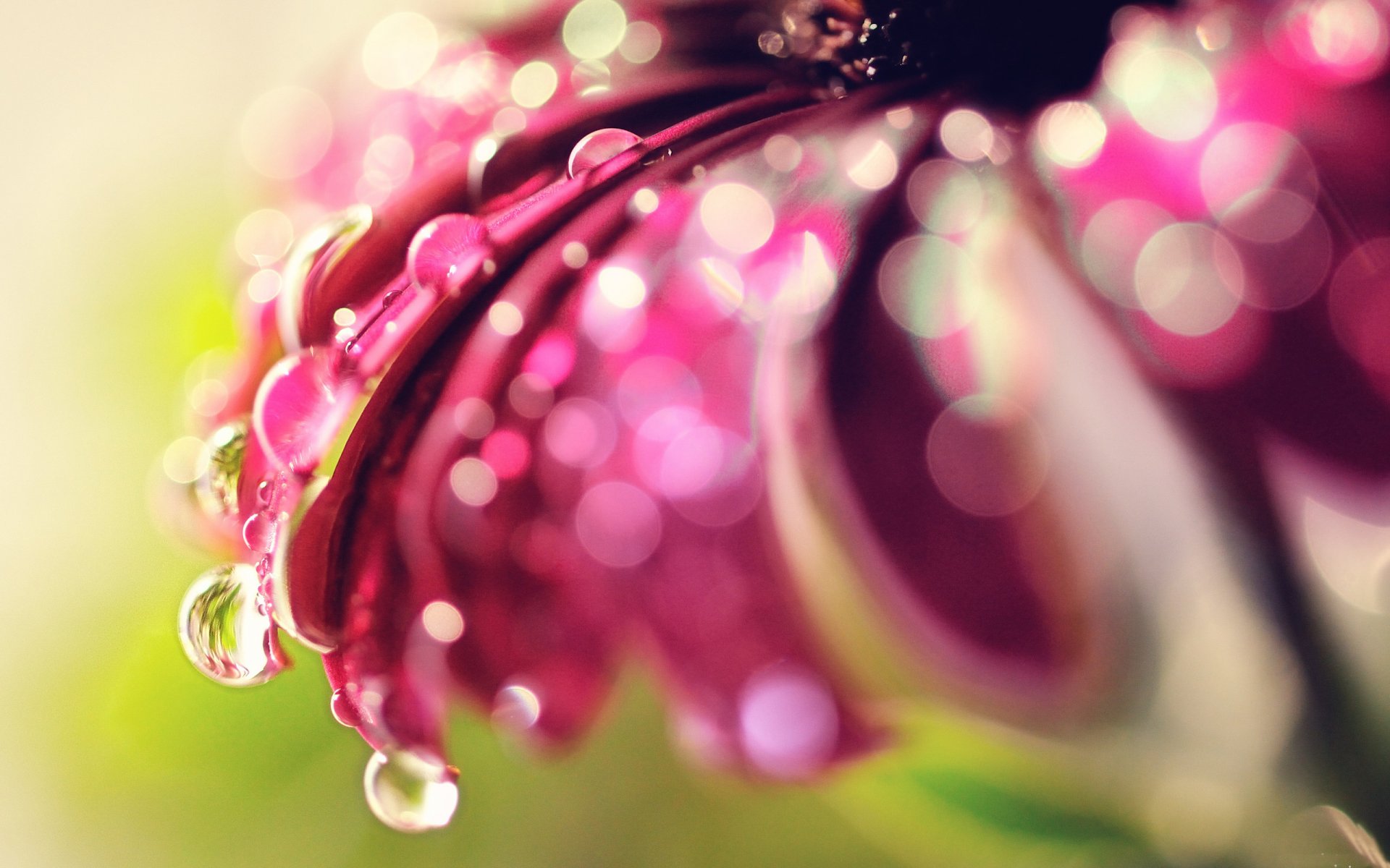 fiore petali gocce acqua rugiada