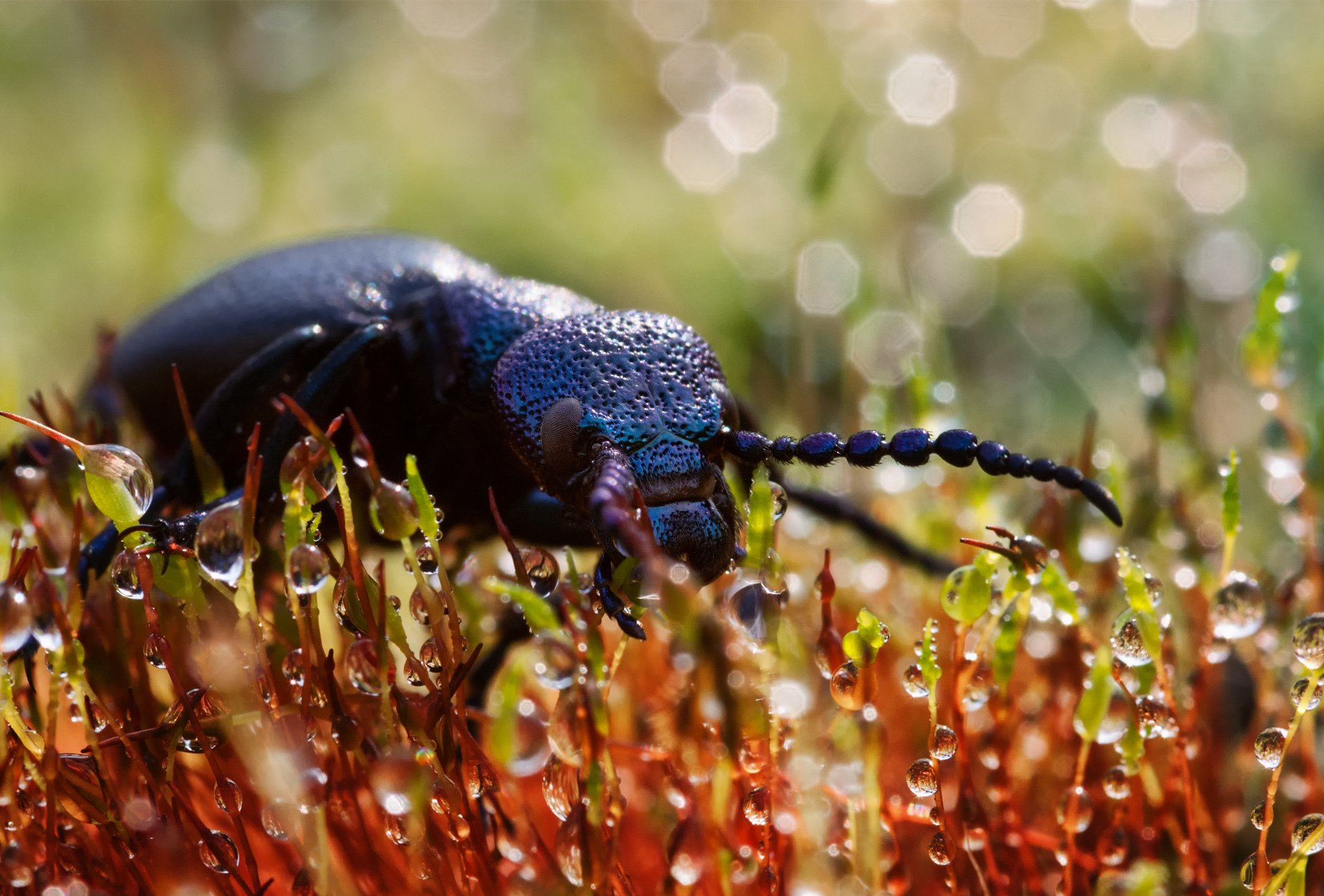 scarabeo piante gocce macro