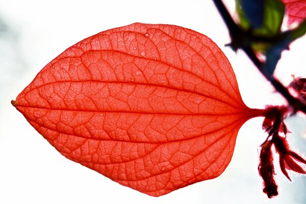Foglia rossa striata