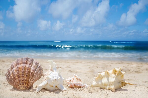 Conchiglie sulla spiaggia sabbiosa