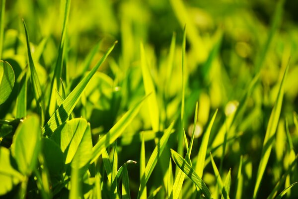 Foto di foglie di erba verde