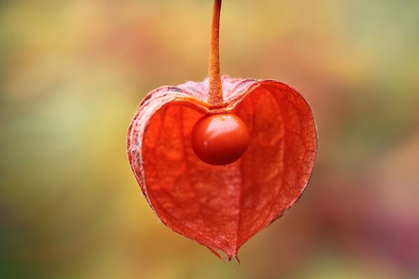 Physalis rosso in riprese macro