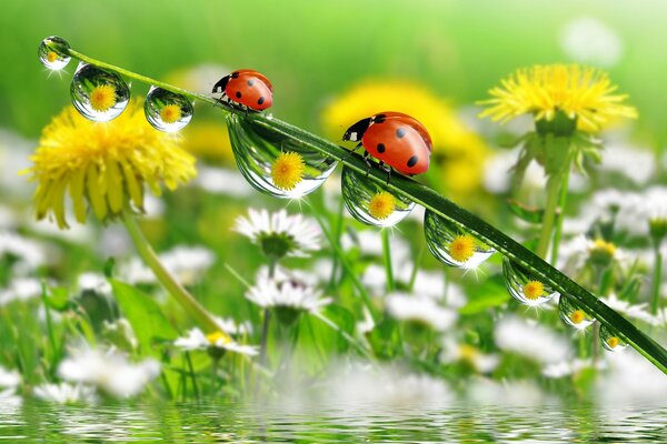 Coccinelle sul gambo del dente di leone con rugiada