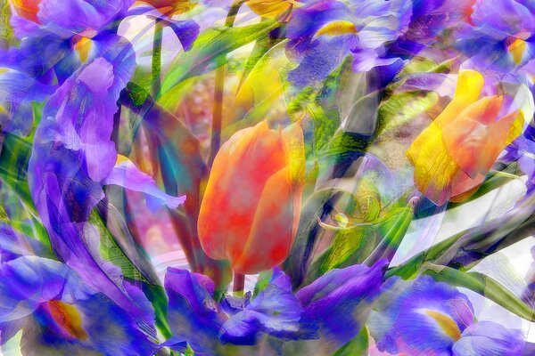 Tulipano arancione in iris in un prato