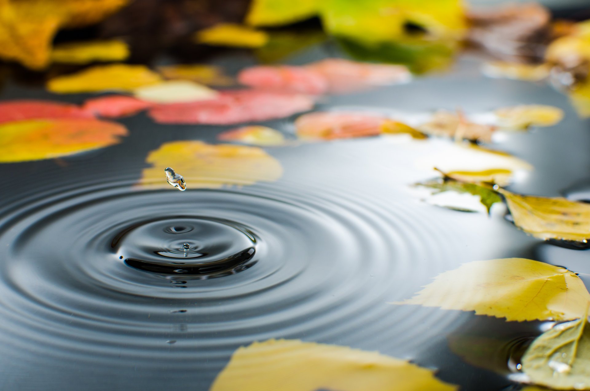pozzanghera acqua goccia foglie autunno