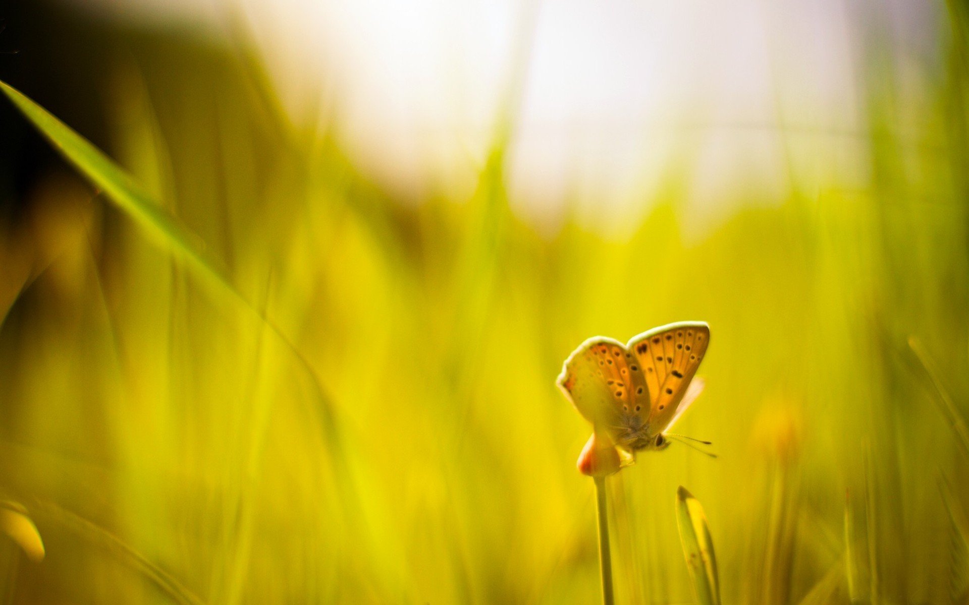 macro verde erba farfalla sfocatura giornata di sole sole sfondo macro carta da parati widescreen schermo intero widescreen widescreen