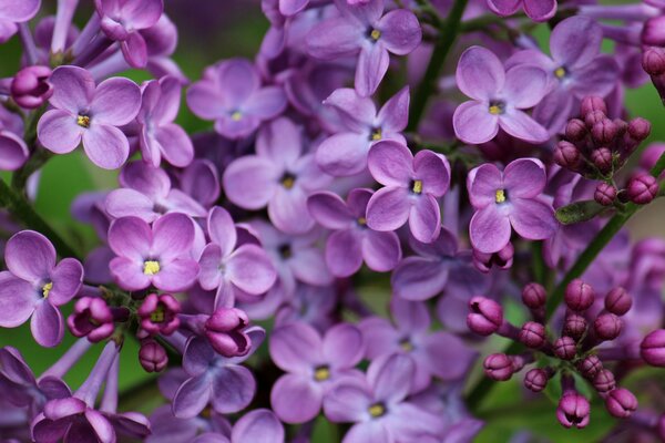 Primi piani di fiori lilla
