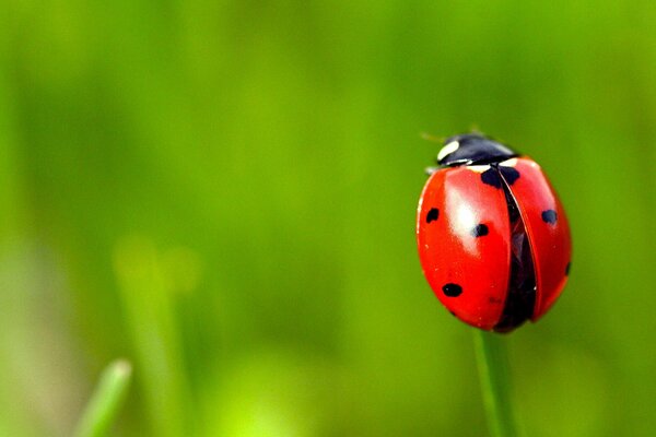 Coccinella seduta su un filo d erba