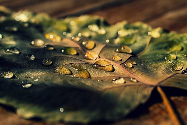 Ricordo della pioggia: acqua su una foglia caduta. Fotografia macro