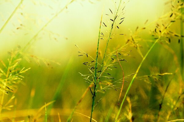 Il filo d erba verde è impigliato nei raggi del sole. Uno