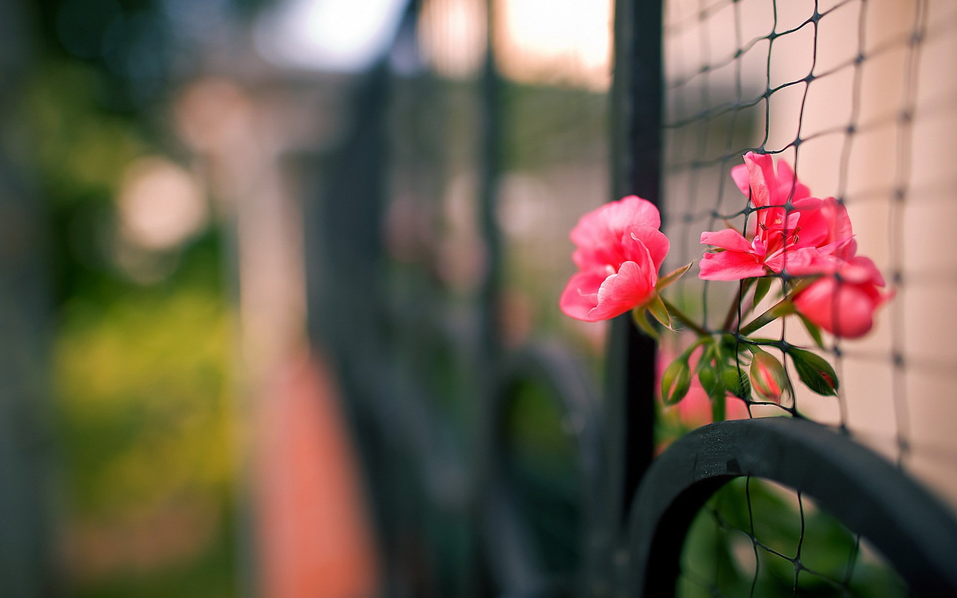 recinzione fiori macro