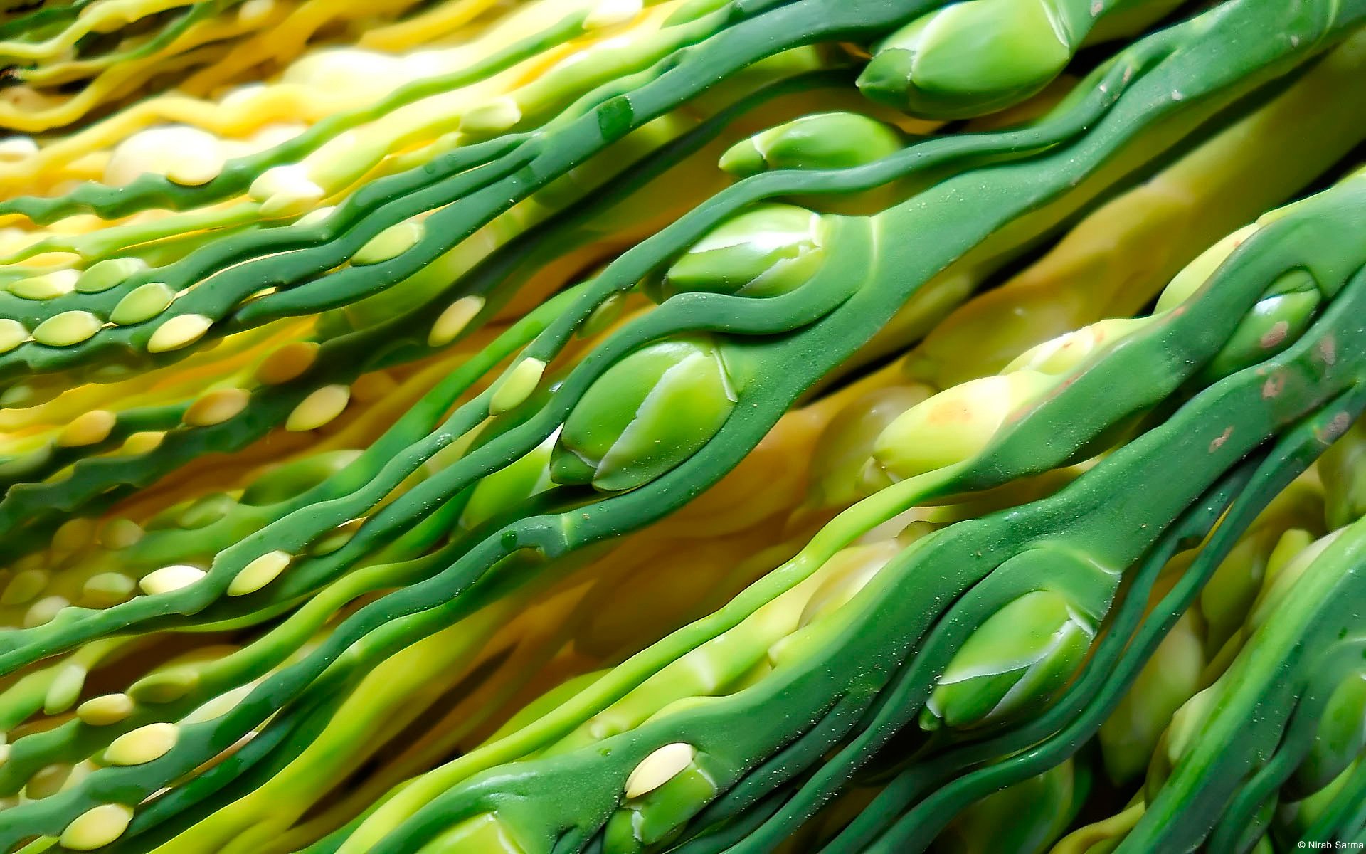 palma areca steli macro