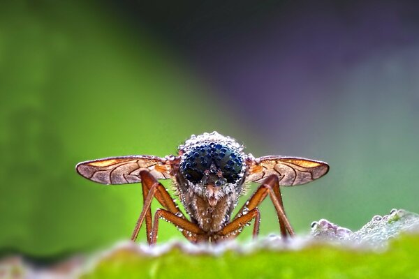 Mosca in gocce di rugiada su sfondo sfocato. Fotografia macro