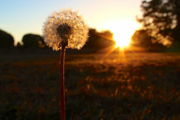 Dente di leone soffice e tramonto