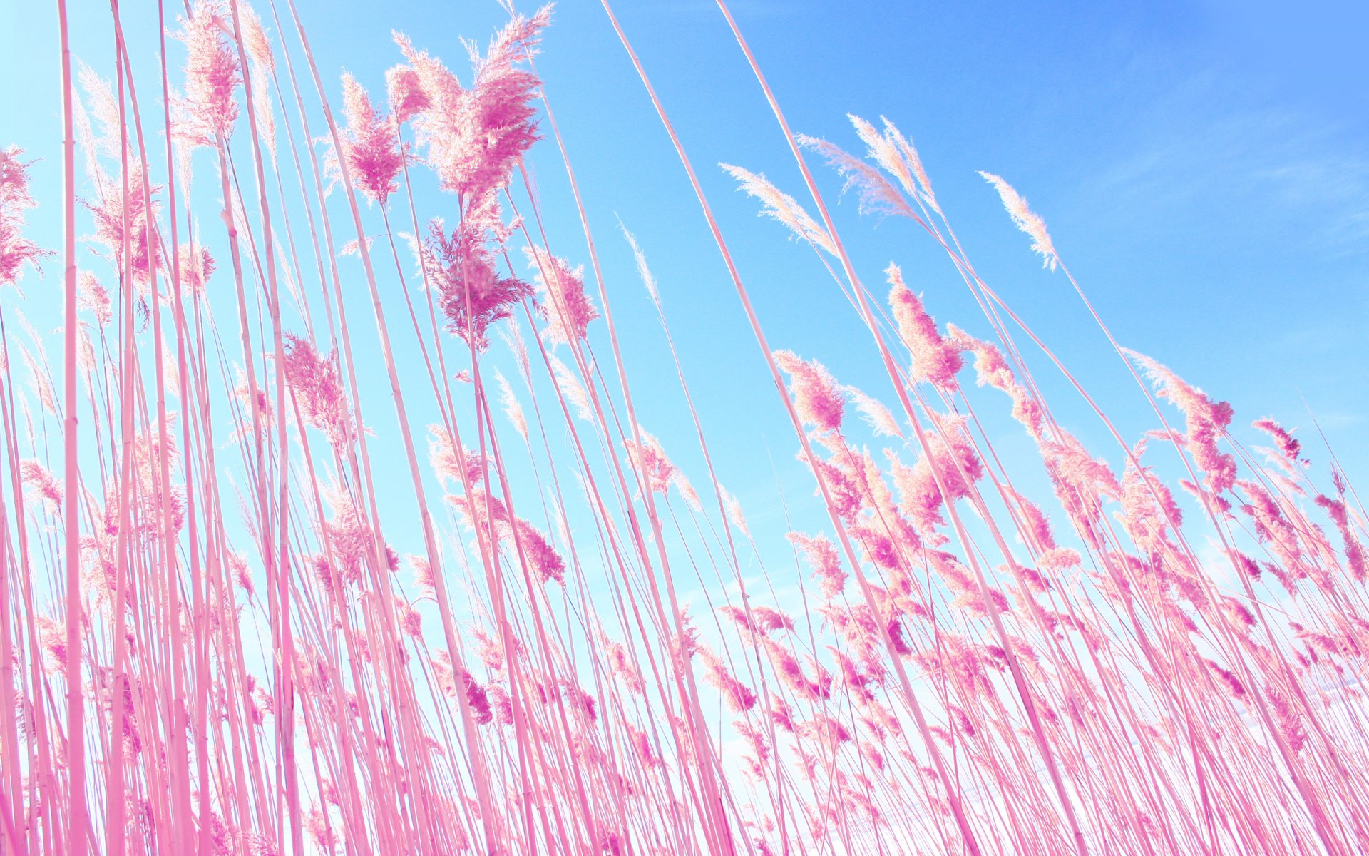 natura pianta rosa spighette spighette blu cielo blu rosa