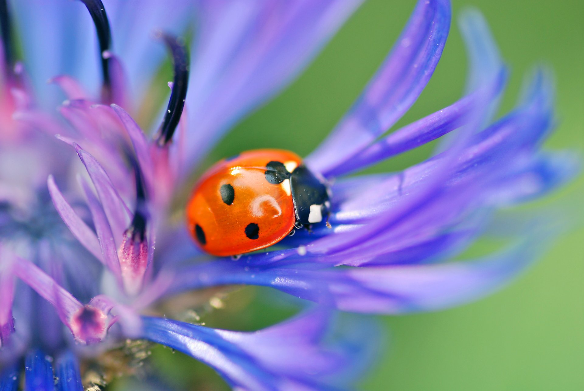 coccinella scarabeo insetto fiore blu petali natura macro