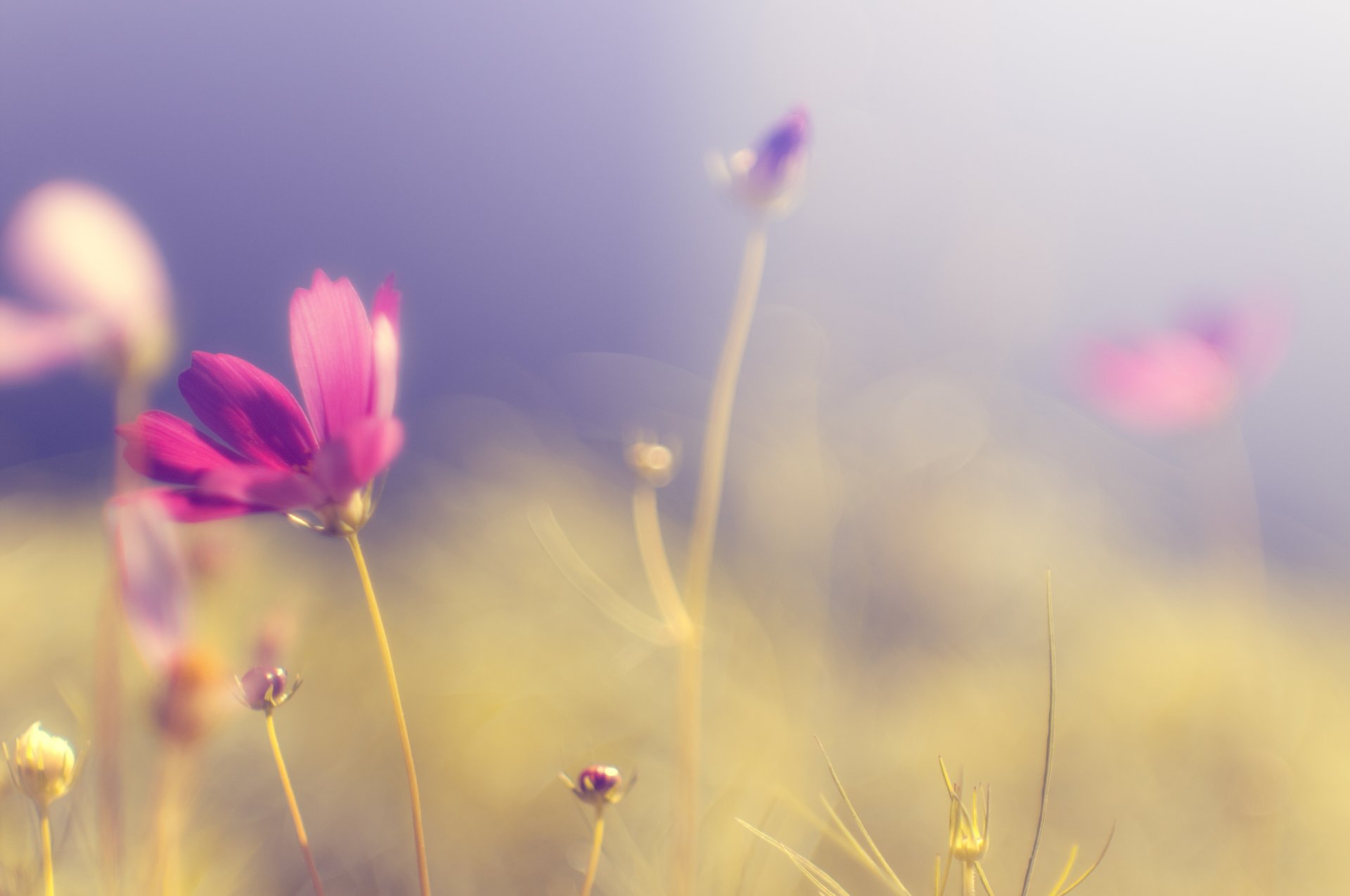 cosmea fiore rosa luminoso petali gambo erba piante radura campo colori cielo luce sole calore sfocatura tenerezza macro