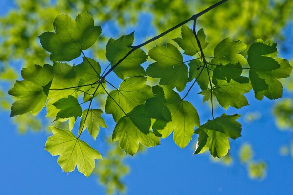 Fogliame macro verde sull albero