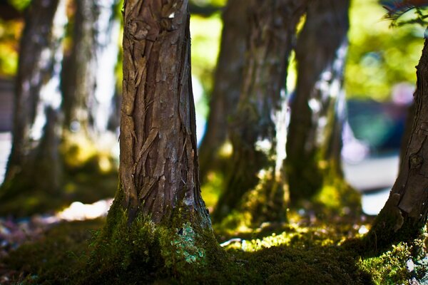 Alberi della foresta al sole