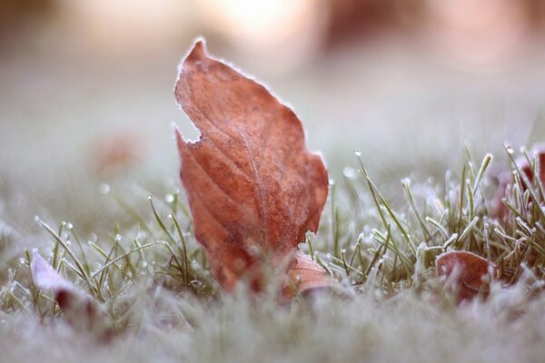 Una foglia coraggiosa coperta di brina nell erba non ha paura dell inverno che si avvicina