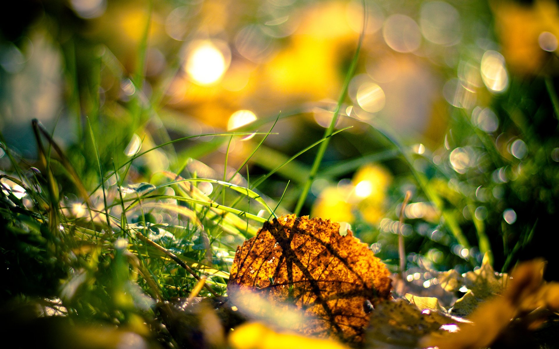 autunno erba foglie