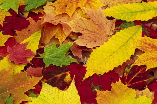 Foglie colorate autunnali sul terreno