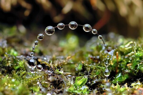 Un ramo nella foresta con gocce d acqua su di esso