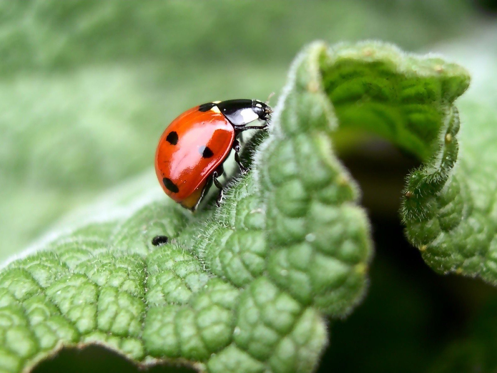 macro foglia coccinella