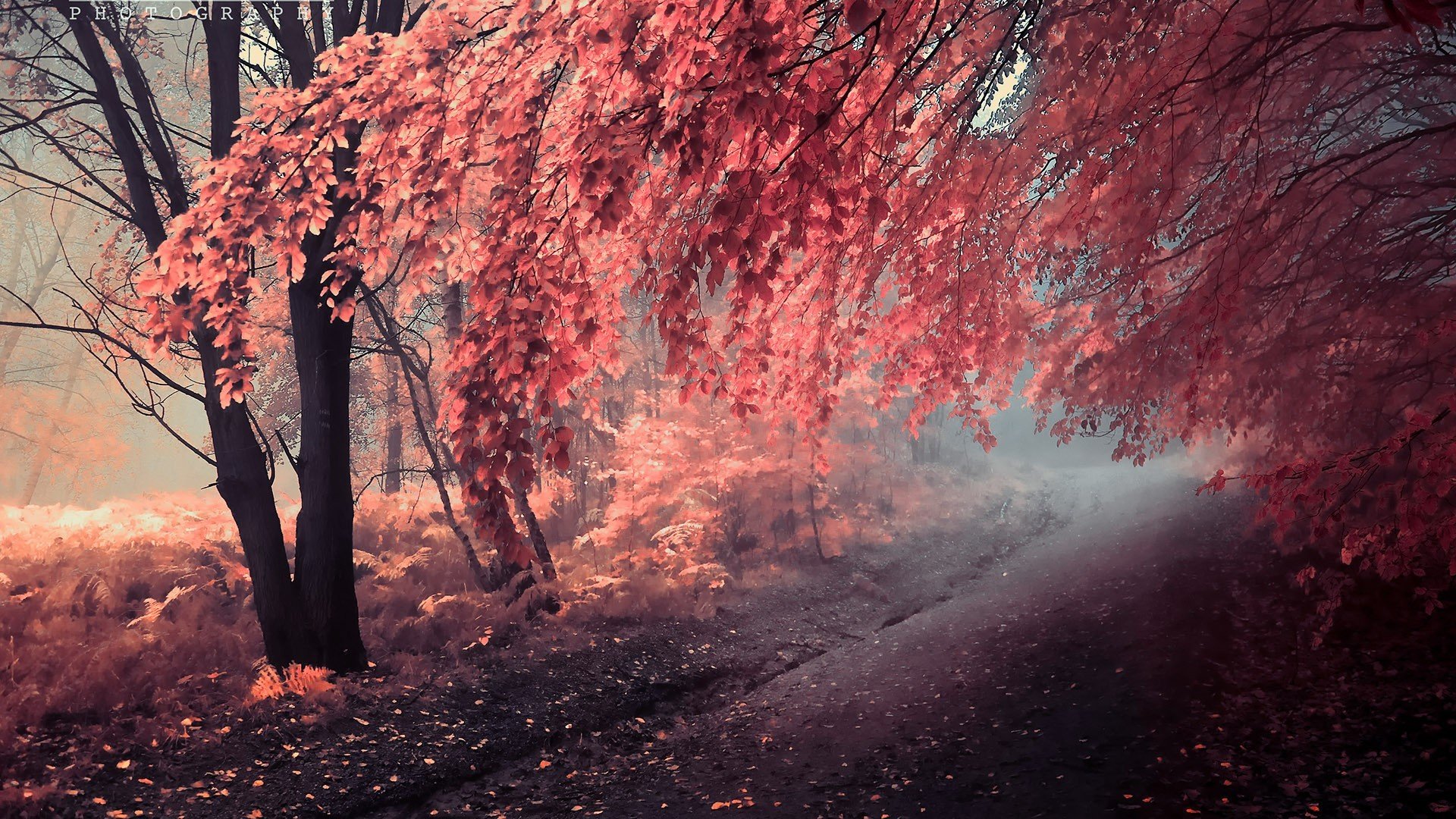 pittura autunno alberi strada